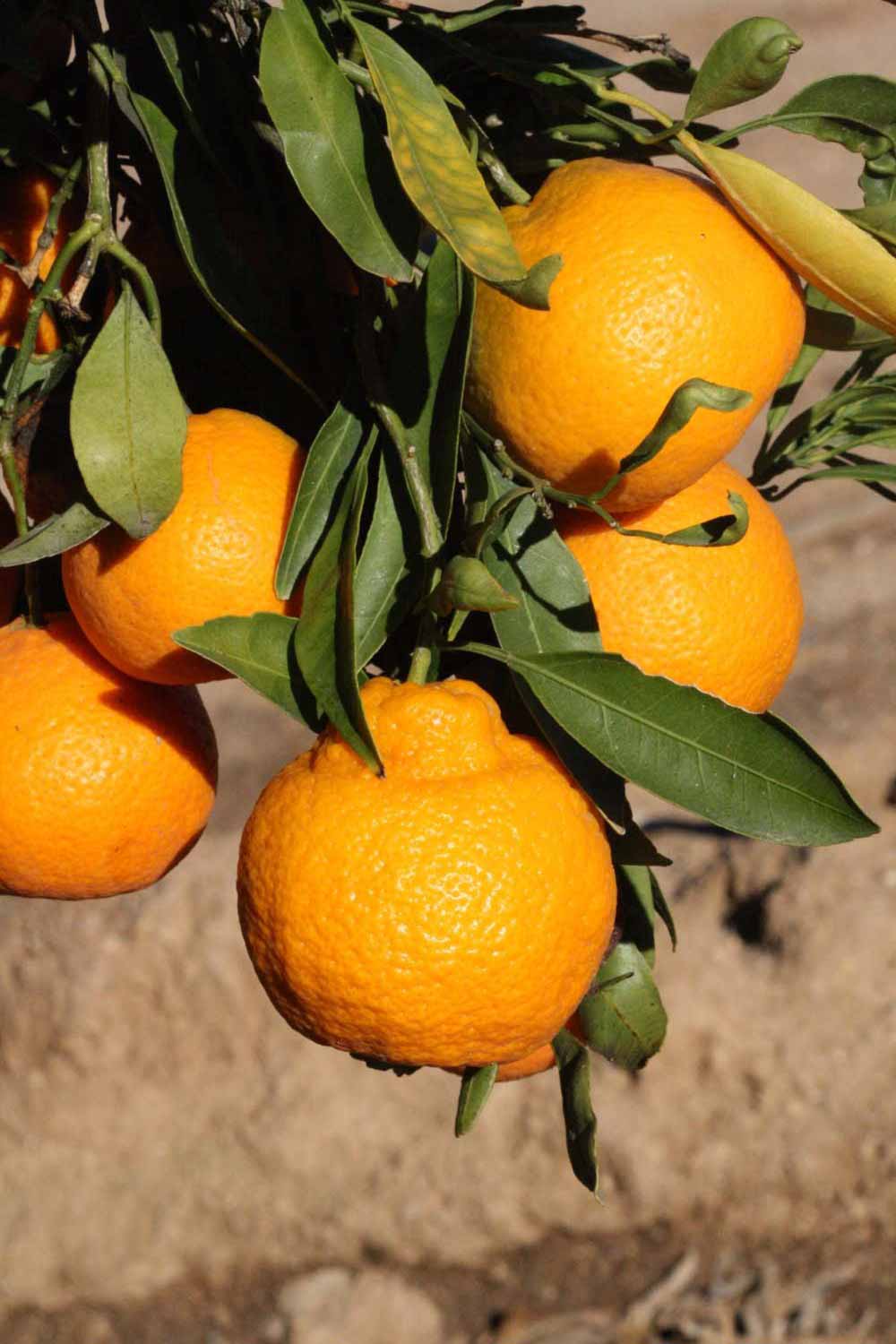            Fruit (Riverside, CA)   